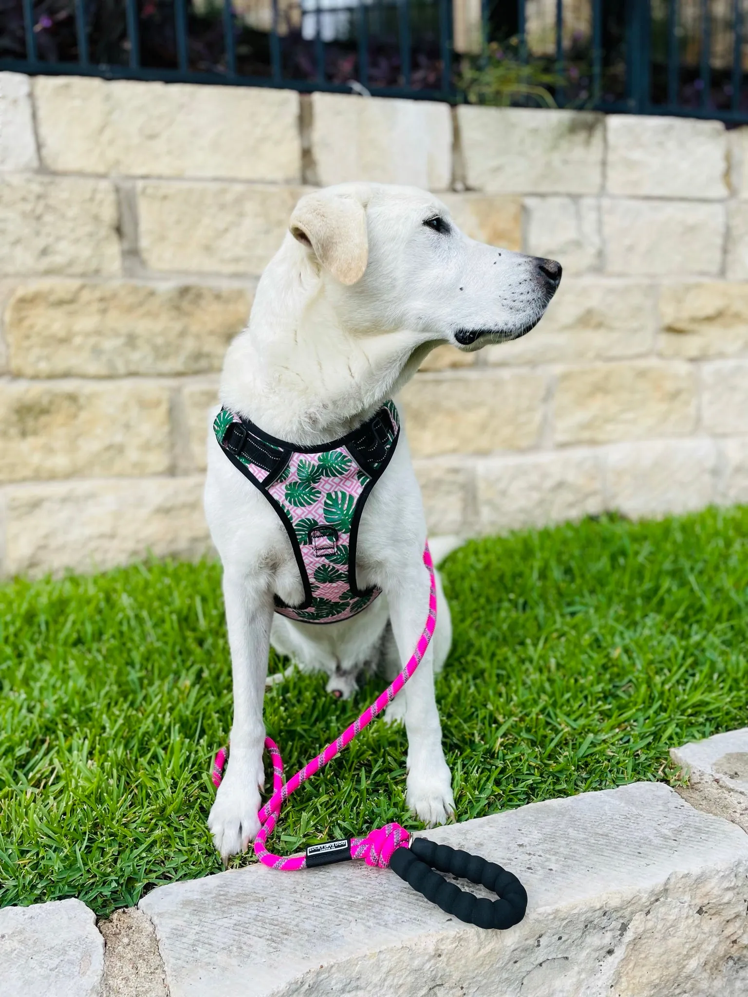 Easy Walker Harness