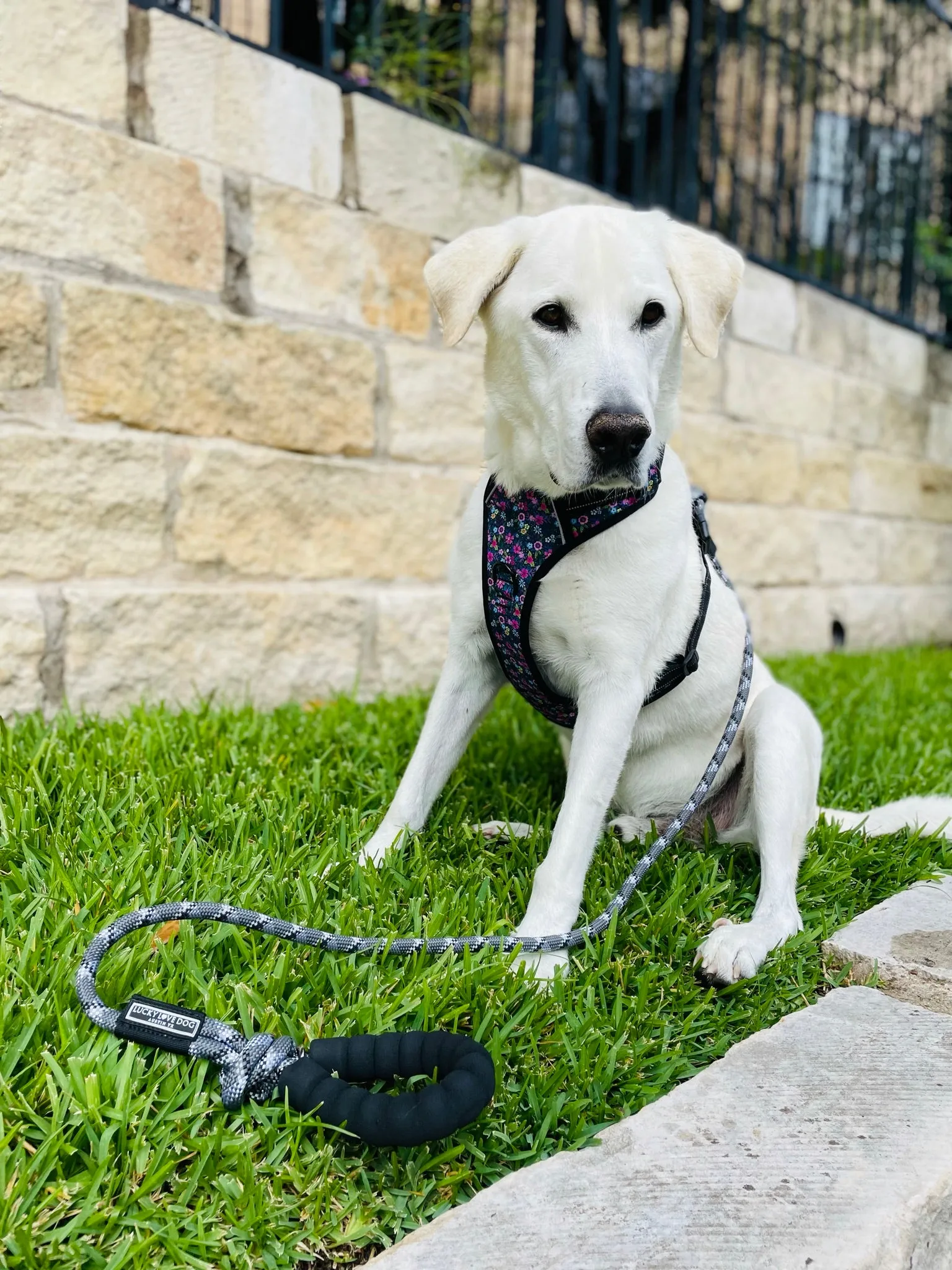 Easy Walker Harness