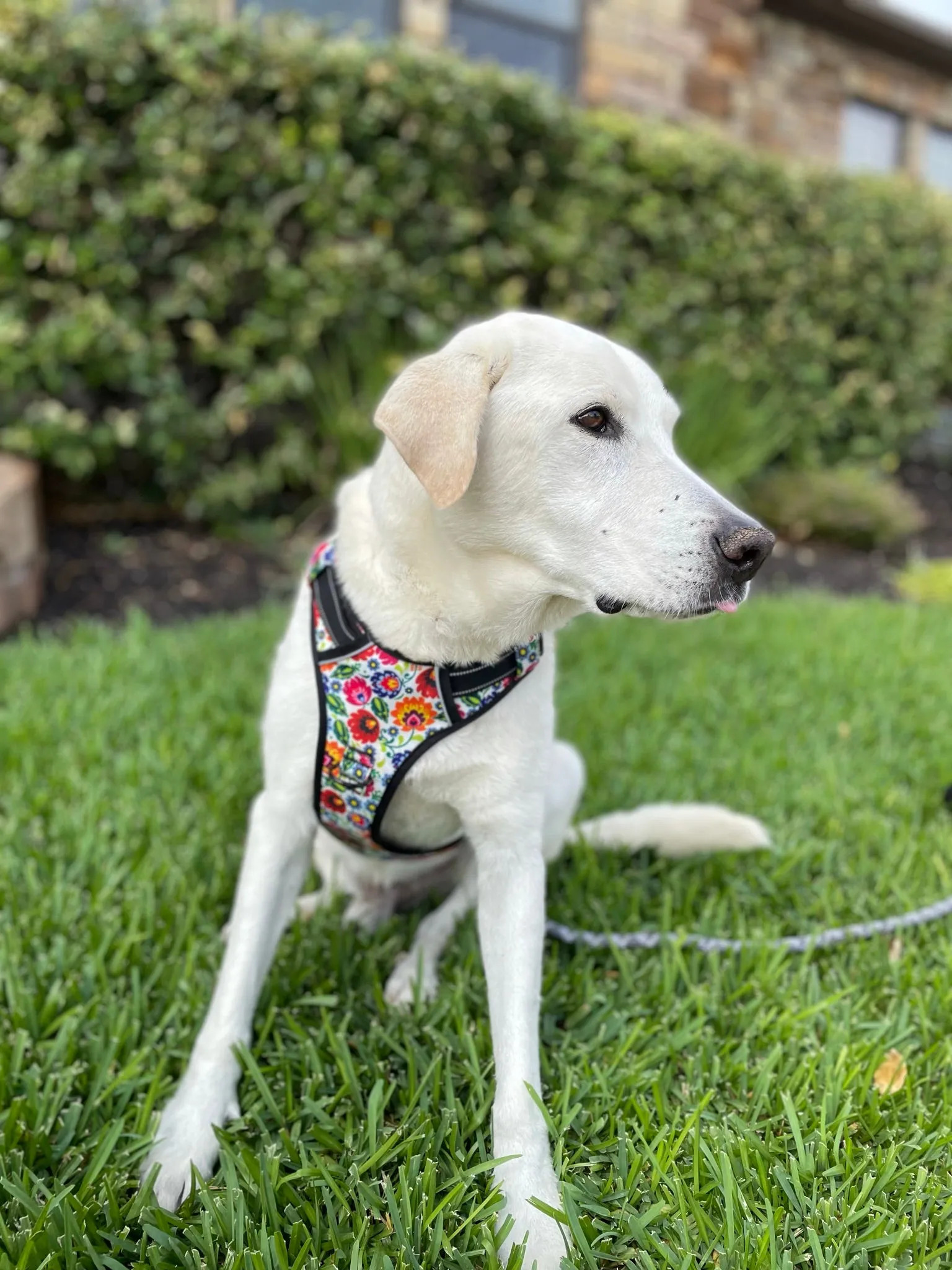 Easy Walker Harness