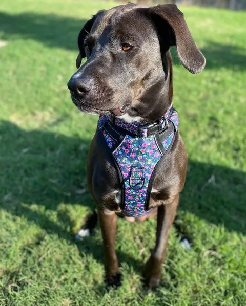 Easy Walker Harness