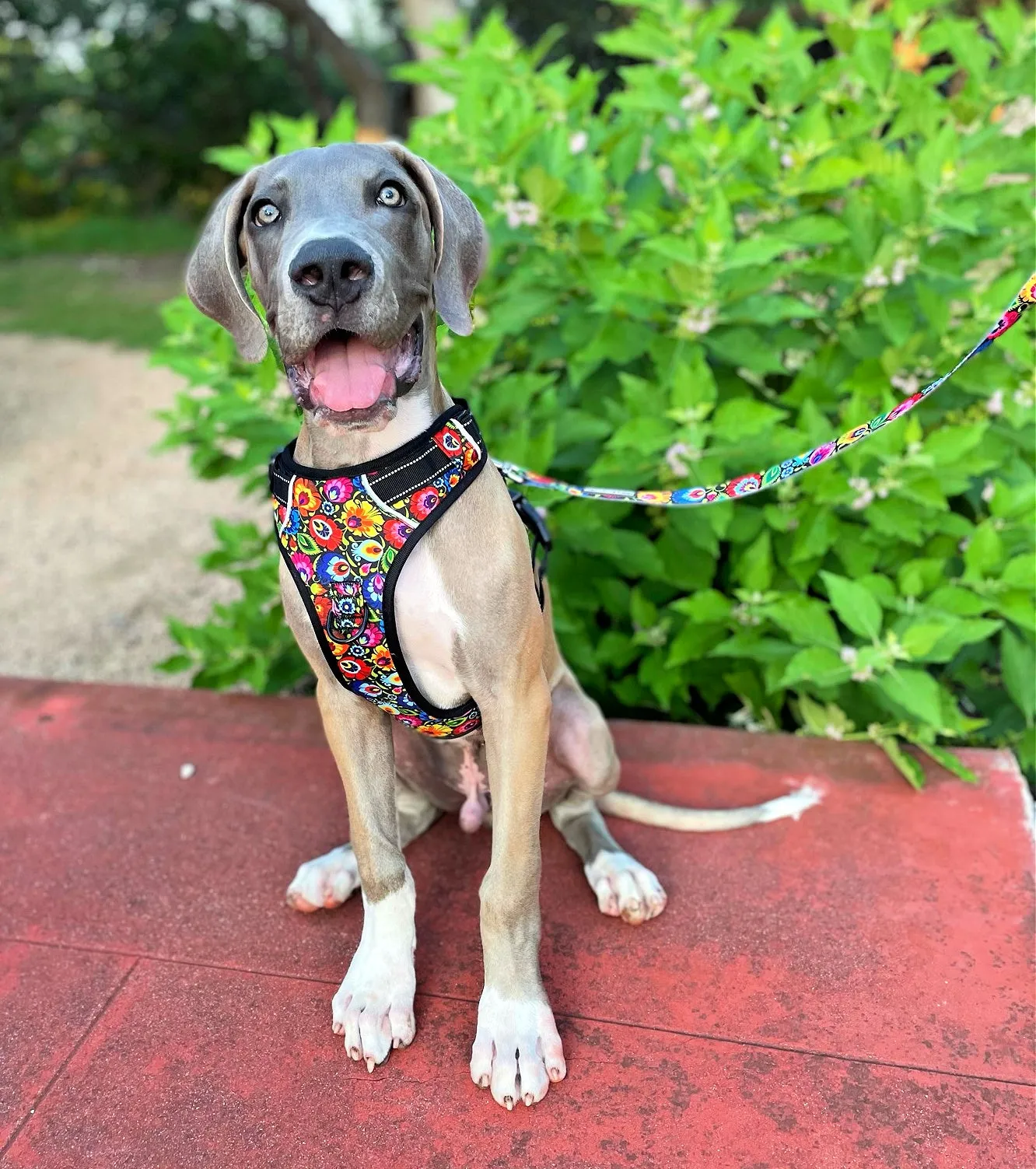 Easy Walker Harness