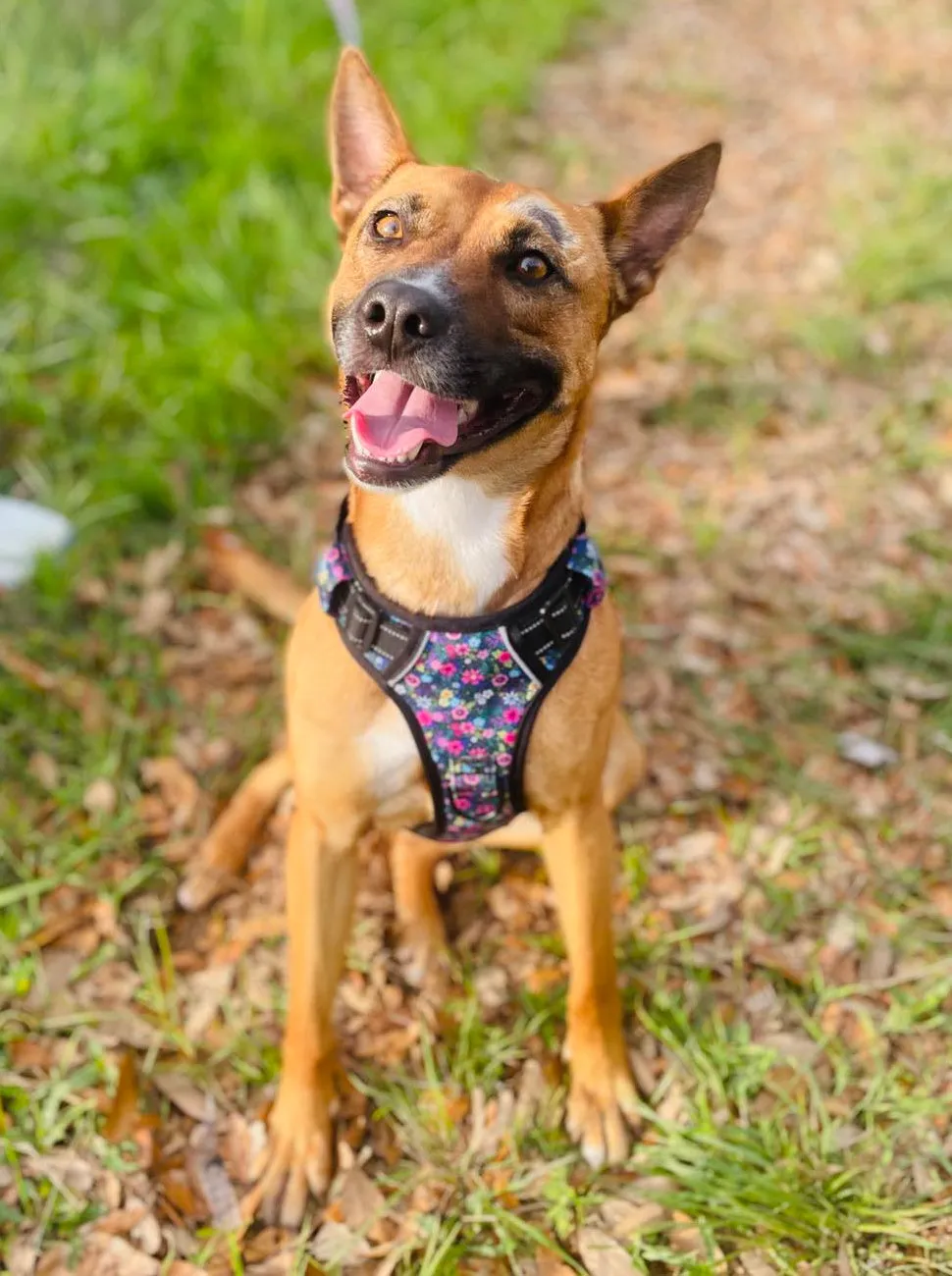 Easy Walker Harness