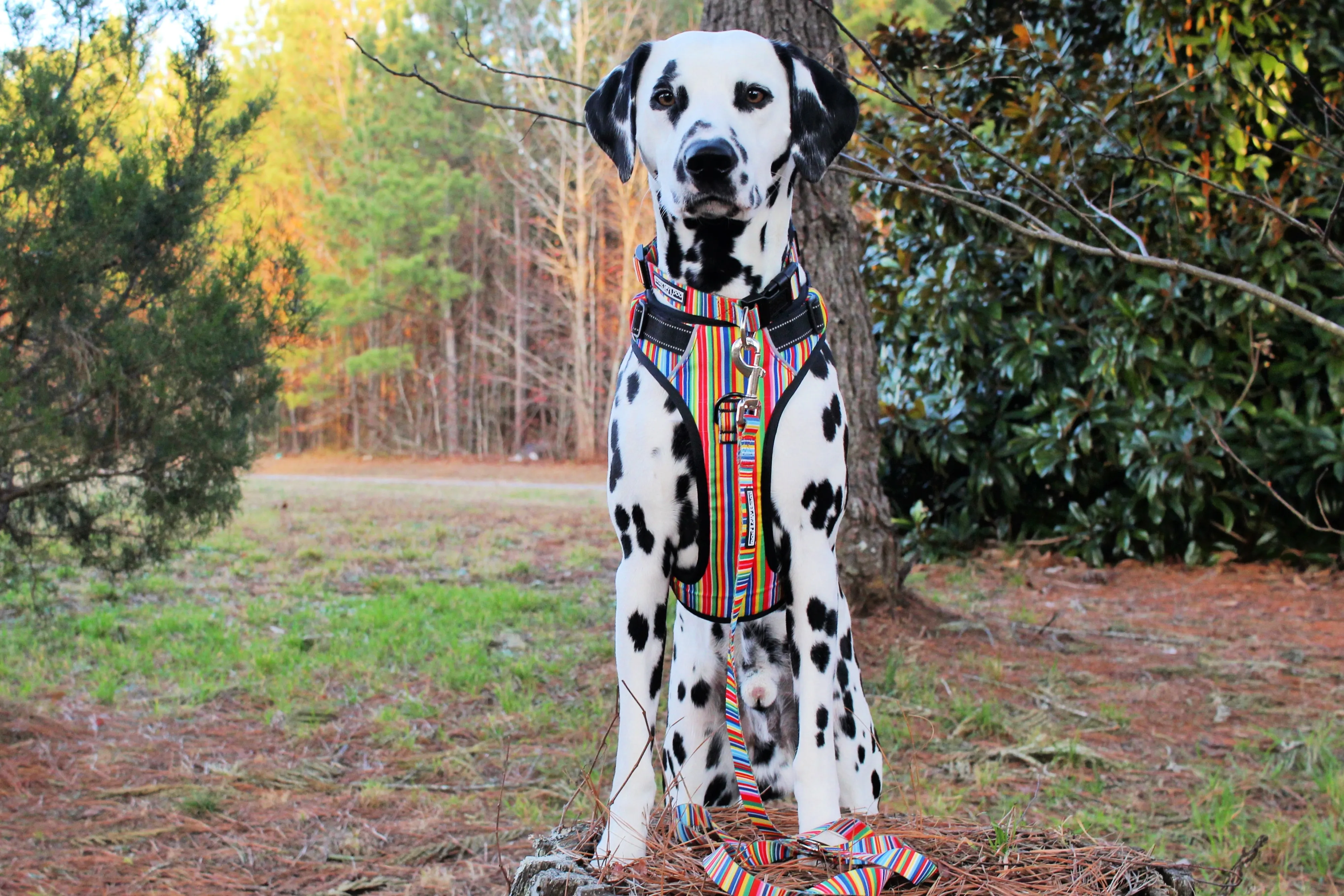 Easy Walker Harness